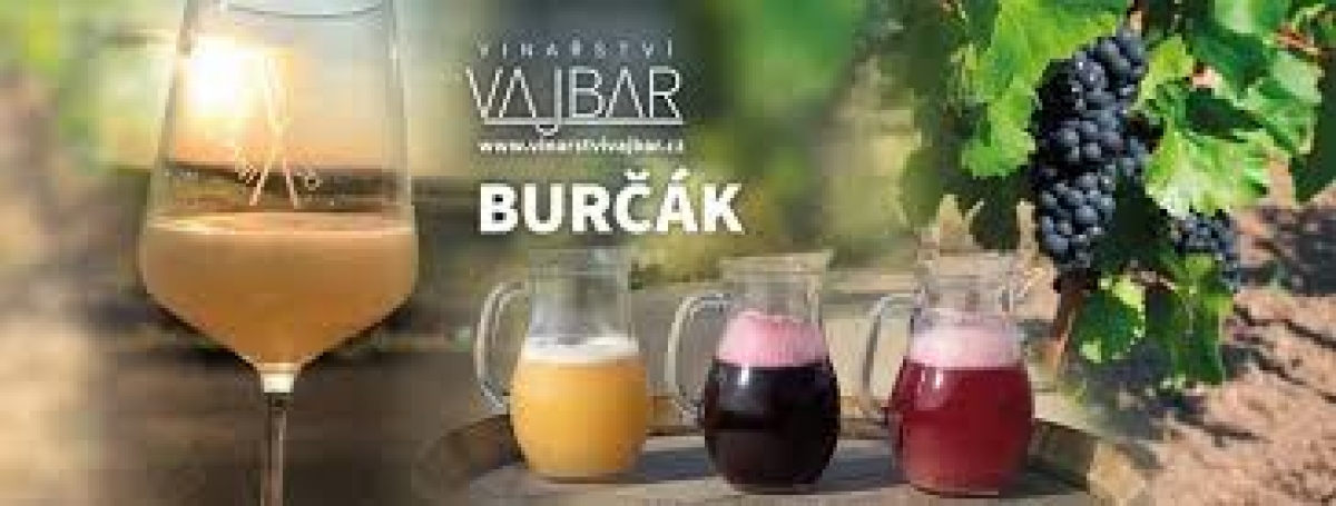 BURČÁK  5.9.2025 - bílý